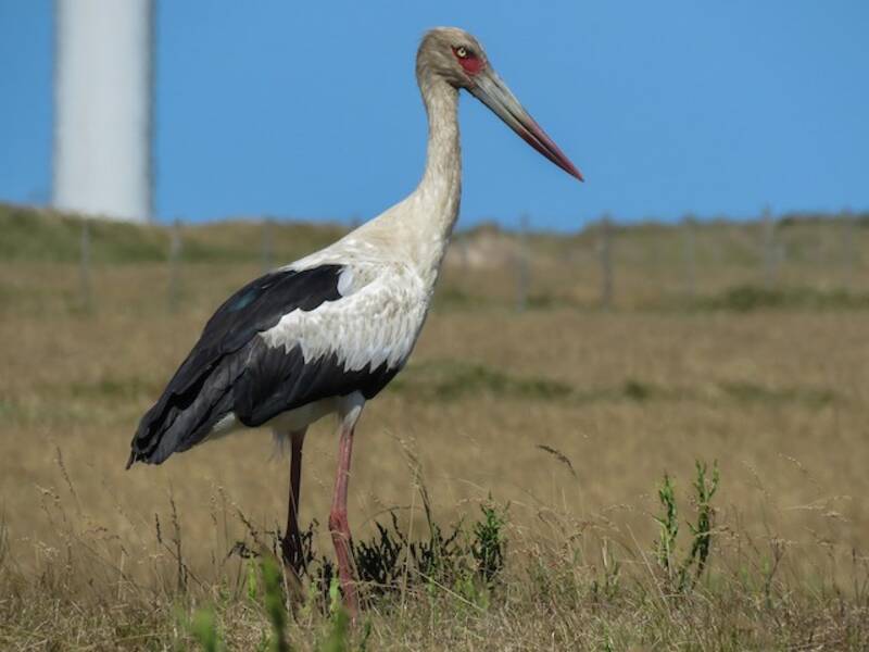 Maguari Stork