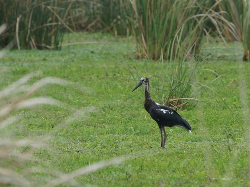 Maguari Stork, Photos 2
