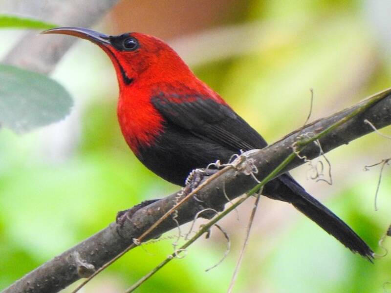 Nettarinia magnifica, Foto 2