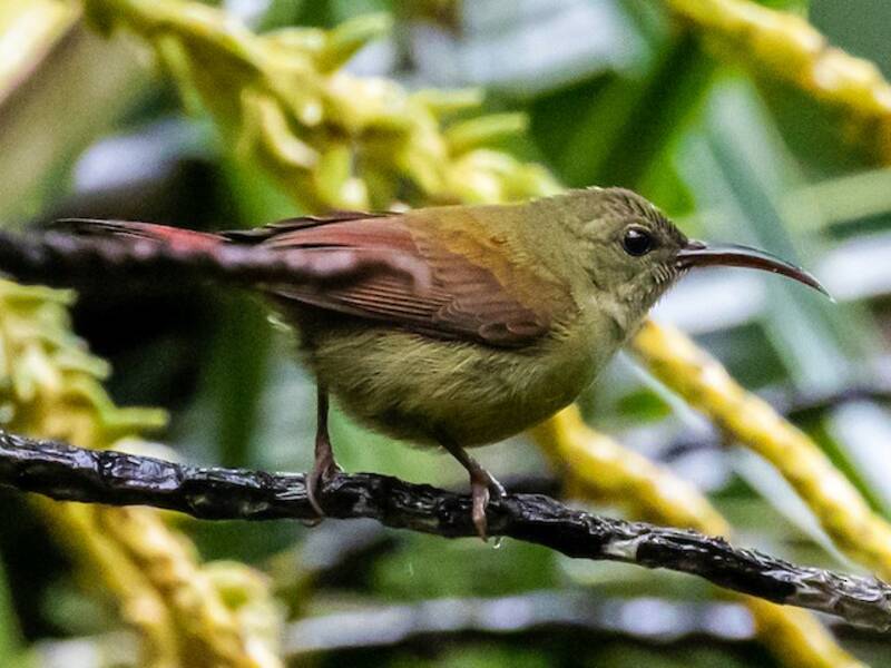 Nettarinia magnifica, Foto 4