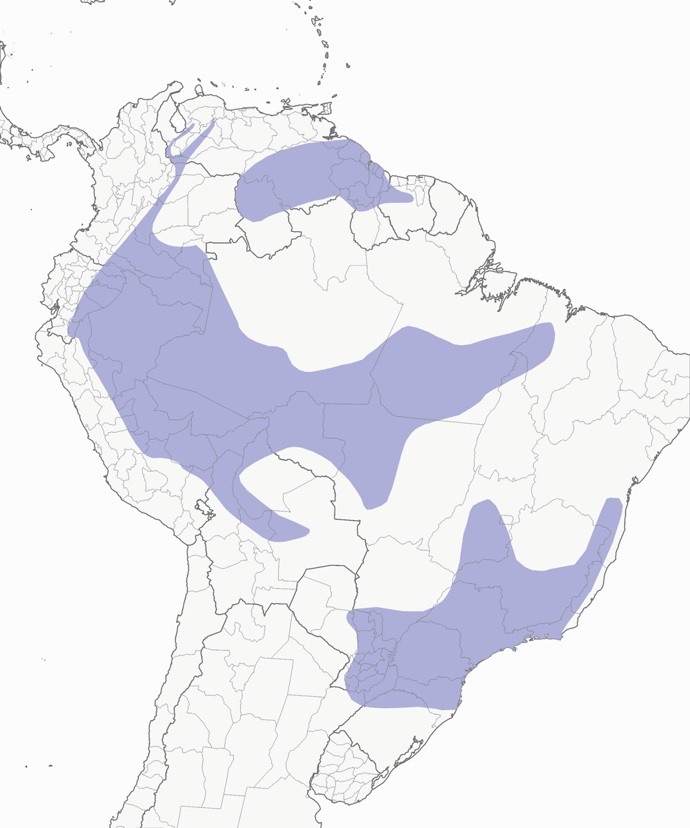 Tangara pie, Distribution 1