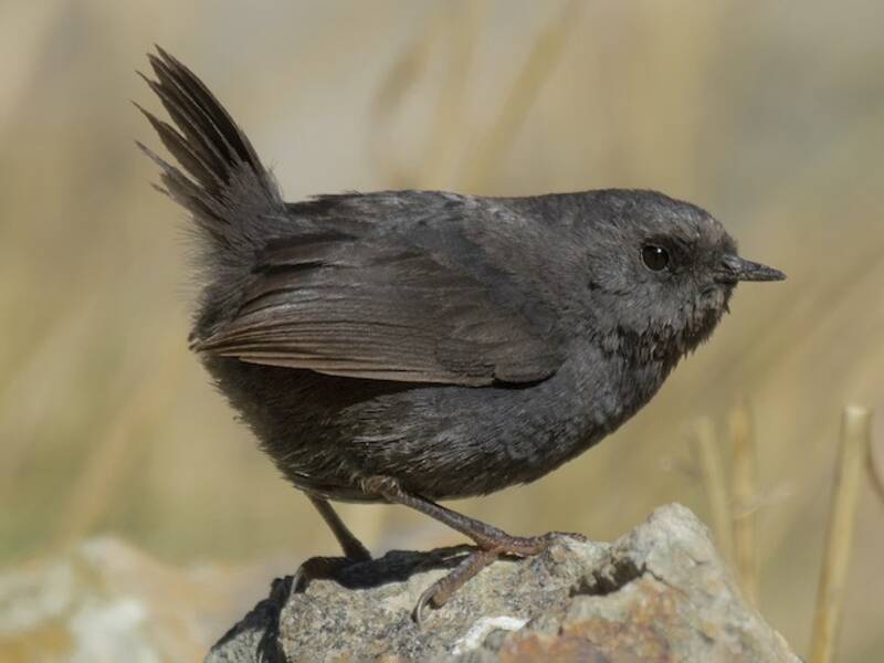 Tapaculo della Magellano