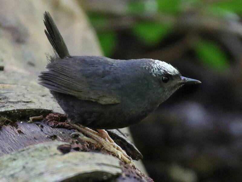 Tapaculo della Magellano, Foto 3
