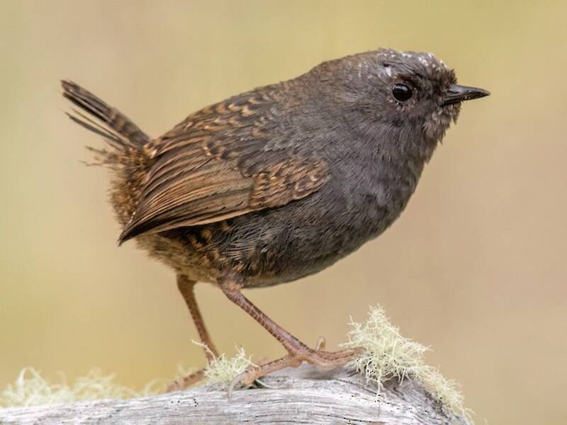 Tapaculo della Magellano, Foto 4