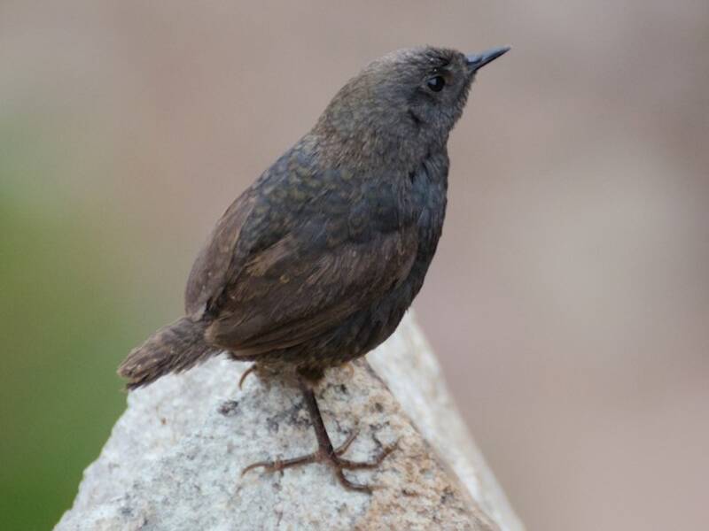 Tapaculo della Magellano, Foto 2