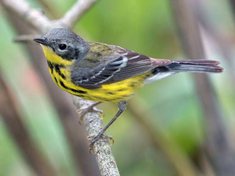 Magnolia Warbler (Setophaga magnolia)