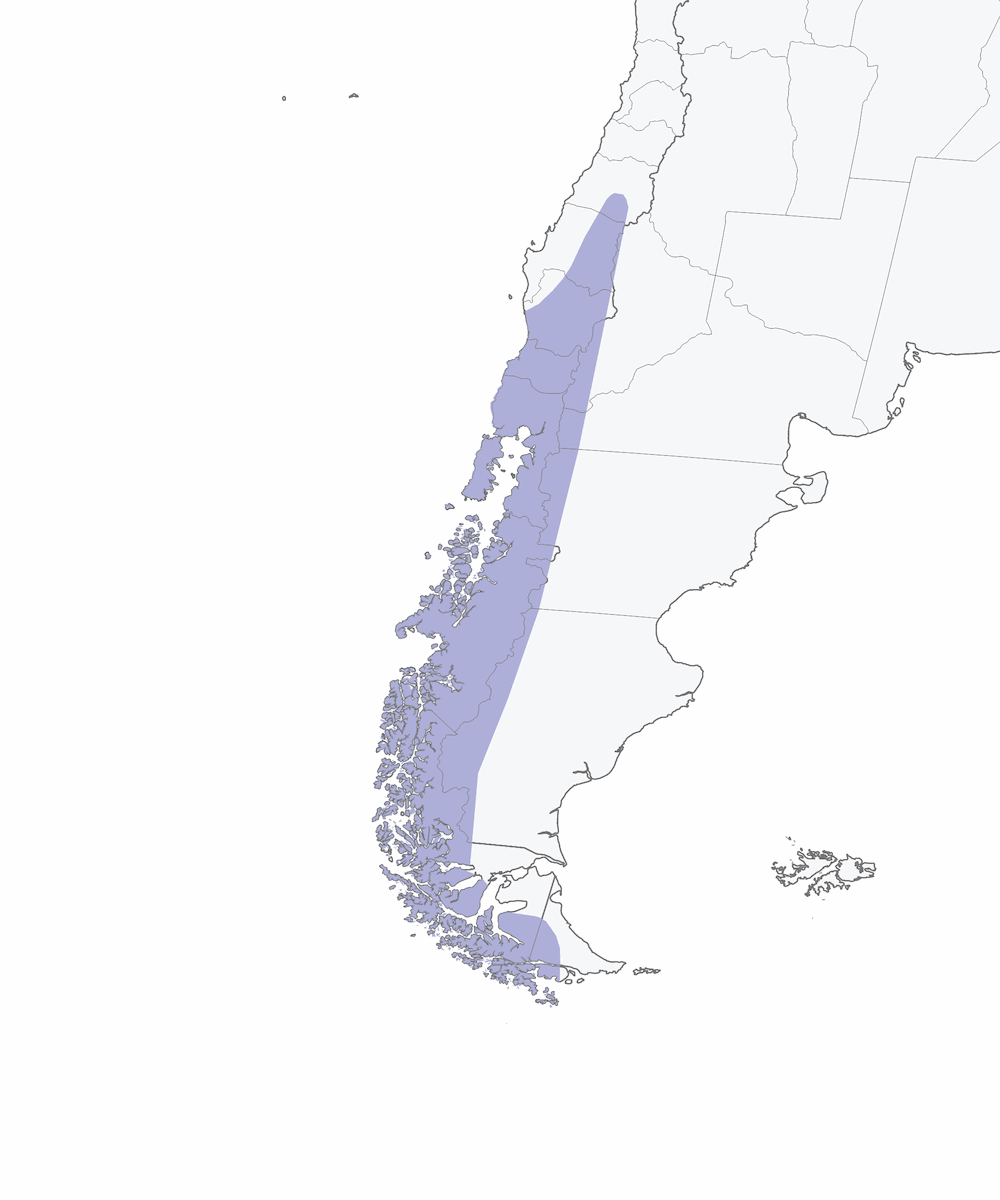 Carpintero Magallánico, Distribución 1