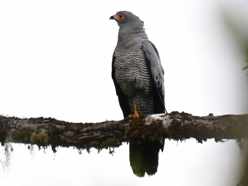 Azor-águila malgache, Fotos 4
