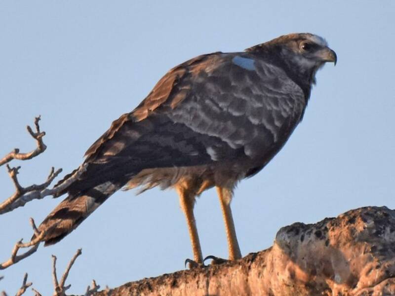 Madagascar Harrier-Hawk