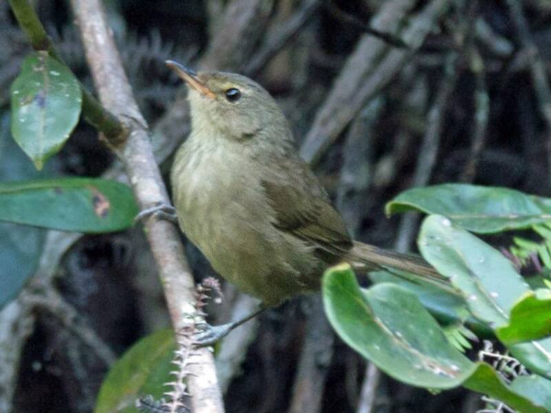 Curruca Malgache de Matorral, Fotos 3