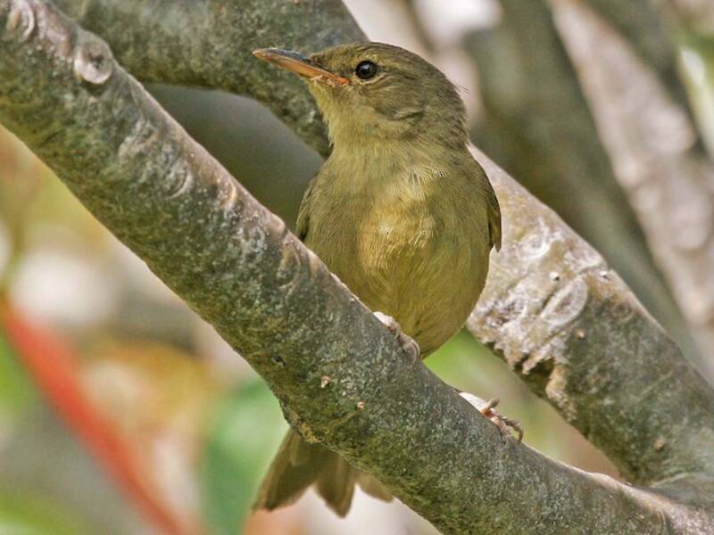 Curruca Malgache de Matorral, Fotos 4