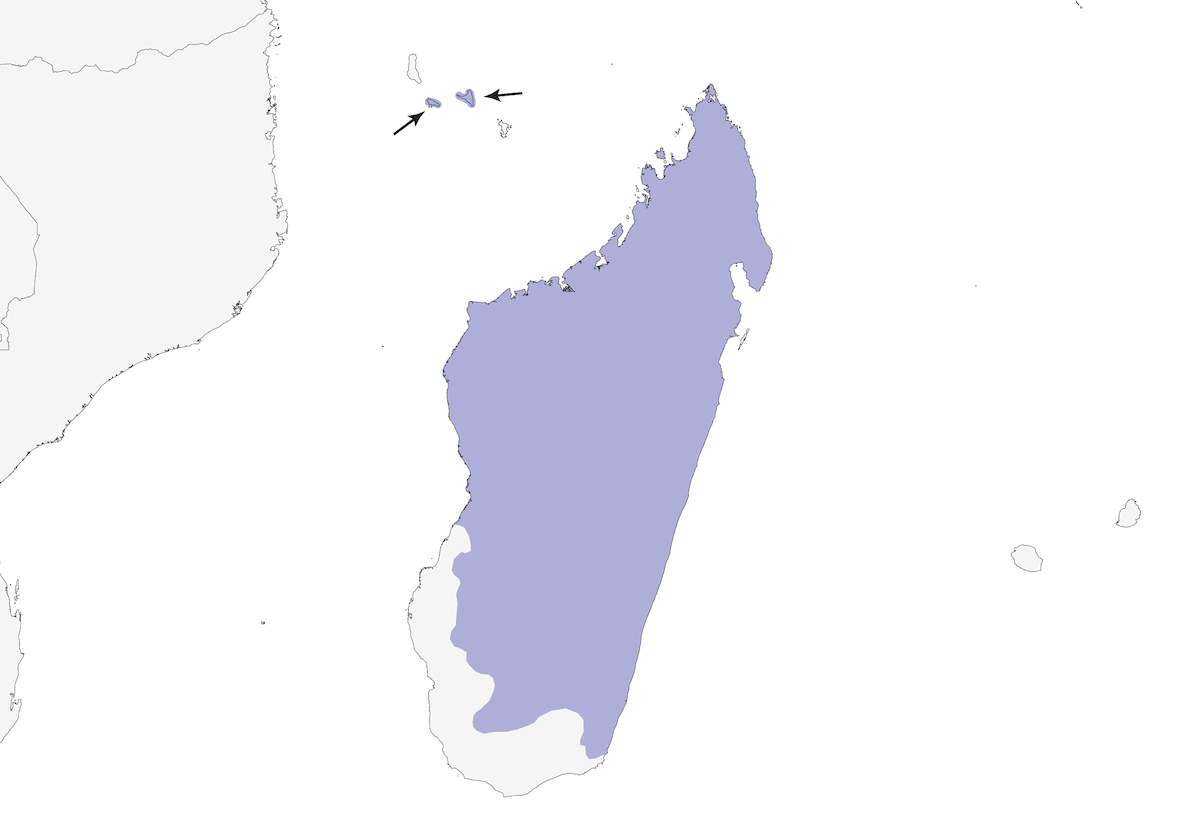 Curruca Malgache de Matorral, Distribución 1