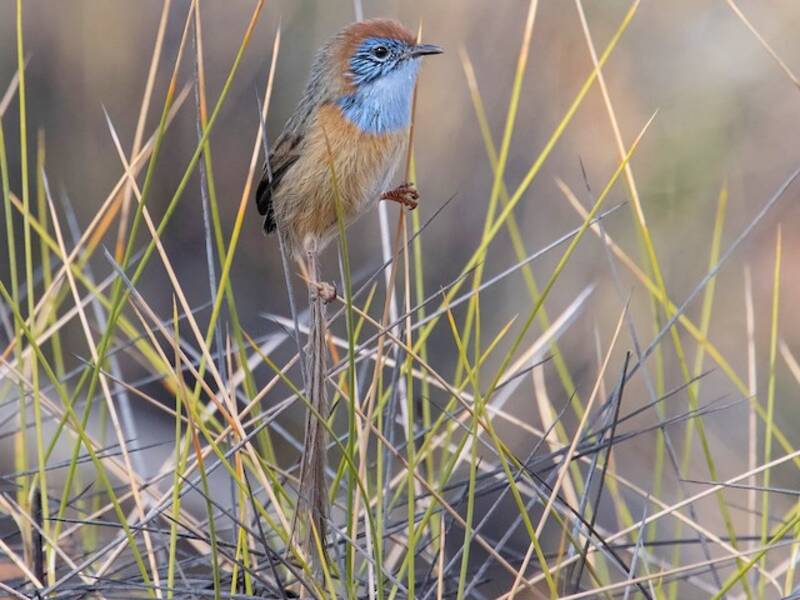 Emuwren de Mallee, Photos 2