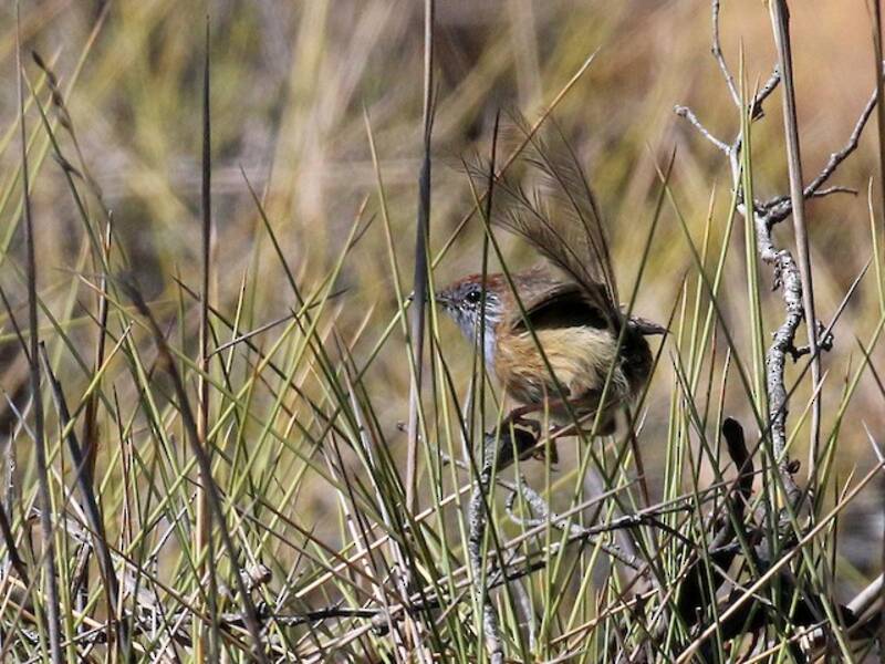Emuwren de Mallee, Photos 3