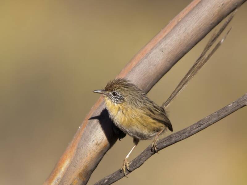 Mallee Emuwren (Stipiturus mallee)