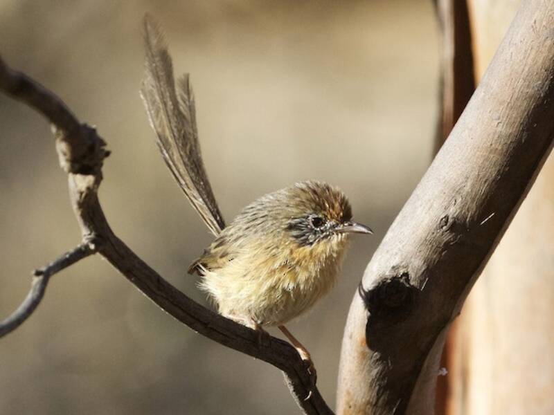 Emuwren de Mallee, Photos 4