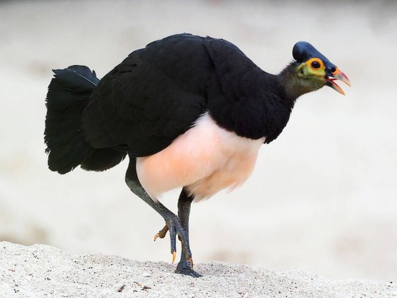 Maleo, Fotos 2