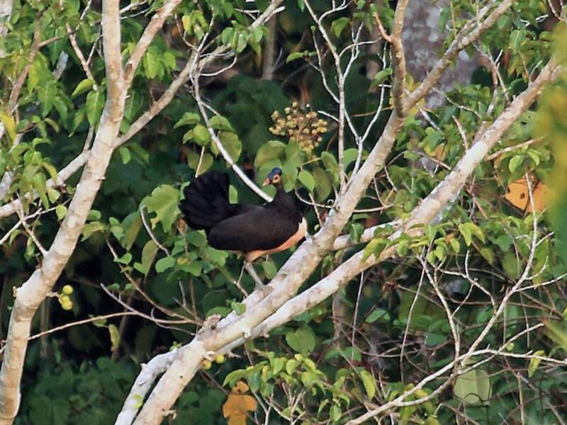 Maleo, Fotos 3