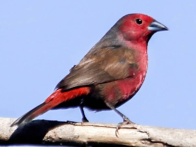 Mali Firefinch, Photos 3