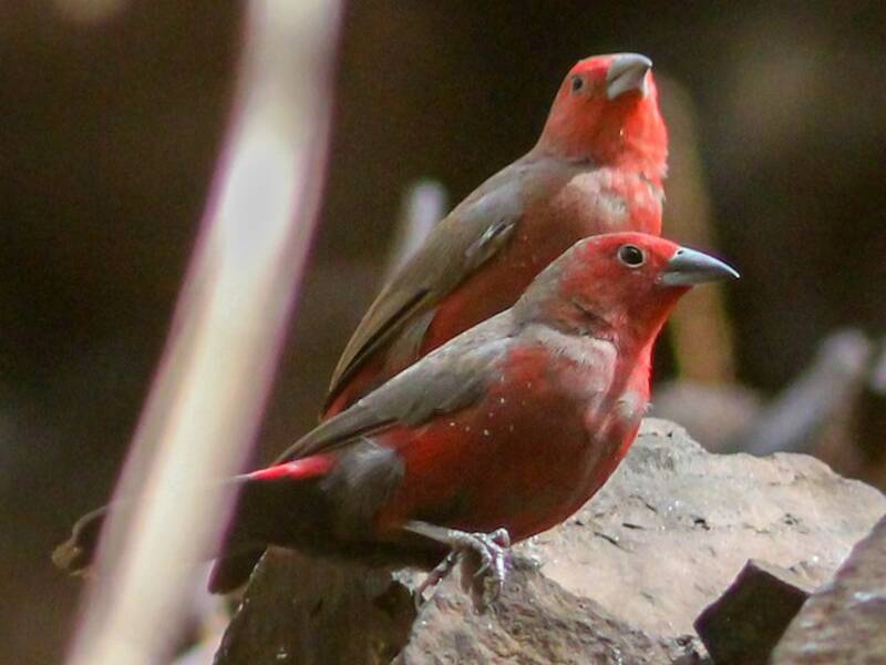 Mali Firefinch, Photos 2