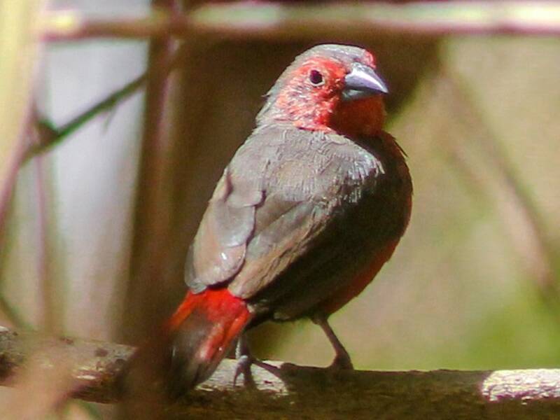 Mali Firefinch, Photos 4