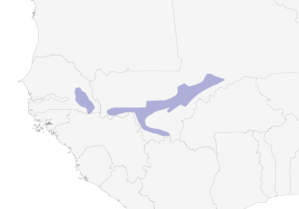 Mali Firefinch, Distribution 1