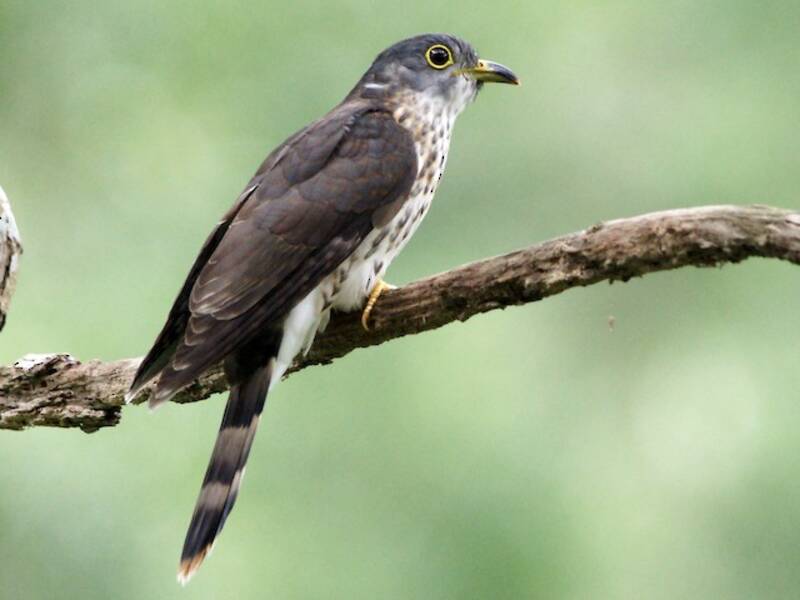 Malaysian Hawk-Cuckoo, Photos 4