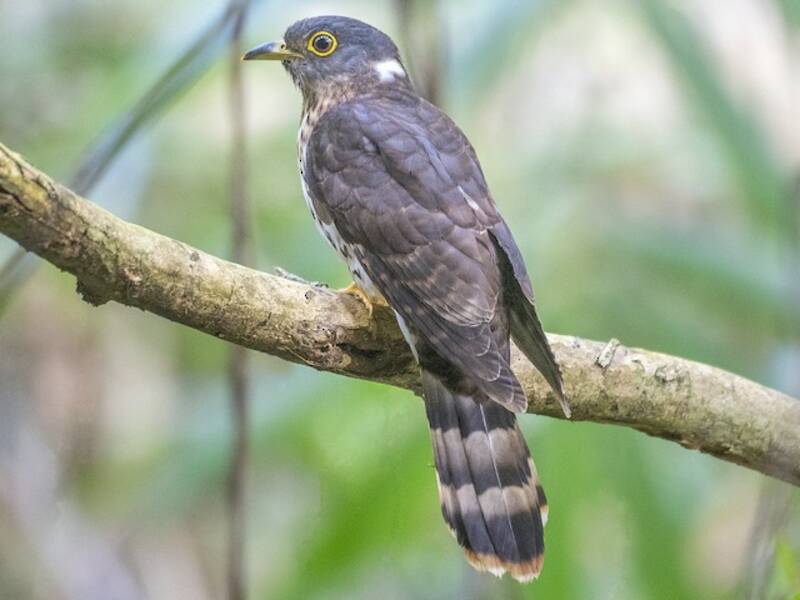 Malaysian Hawk-Cuckoo, Photos 3