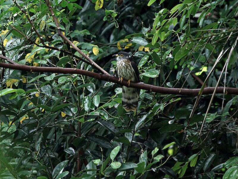 Malaysian Hawk-Cuckoo, Photos 2
