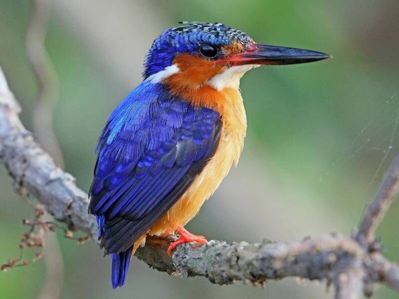 Malagasy Kingfisher