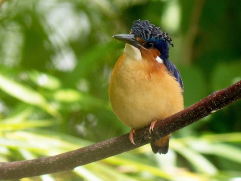 Malagasy Kingfisher, Photos 3
