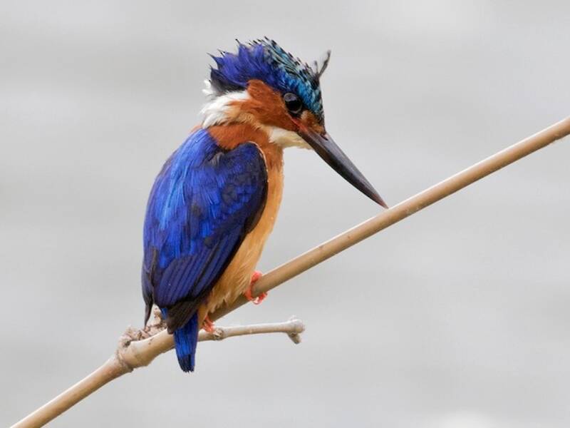 Malagasy Kingfisher, Photos 2