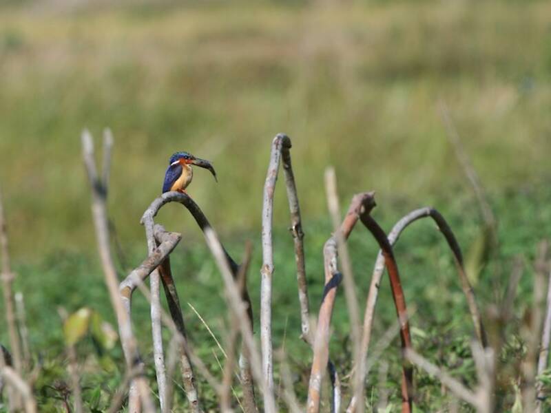 Malagasy Kingfisher, Photos 4