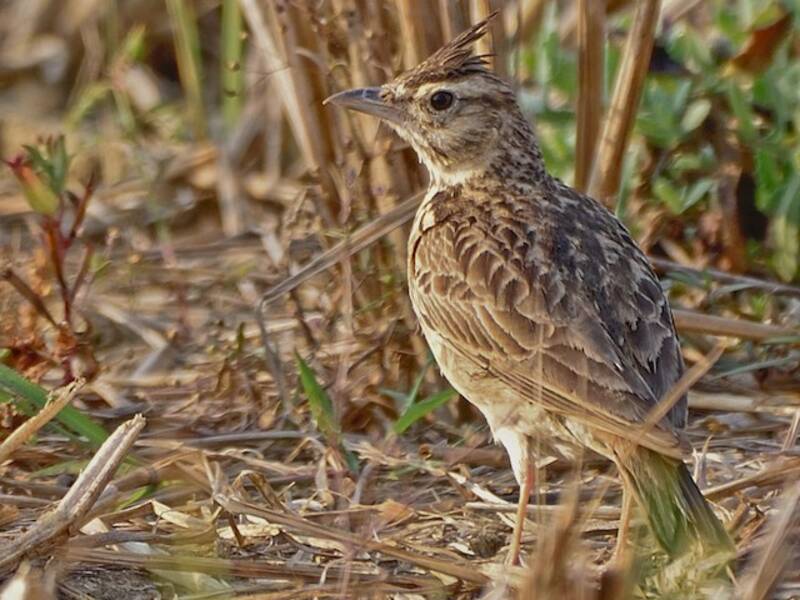 Allodola del Malabar, Foto 2