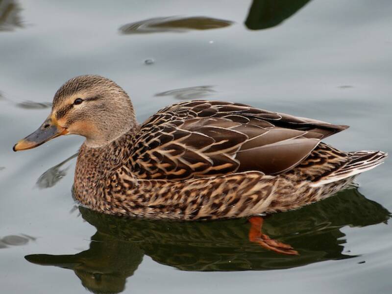 Mallard (Anas platyrhynchos)