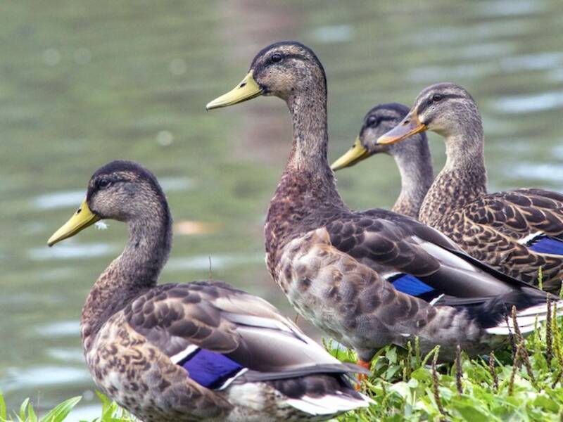 Stockente, Fotos 4