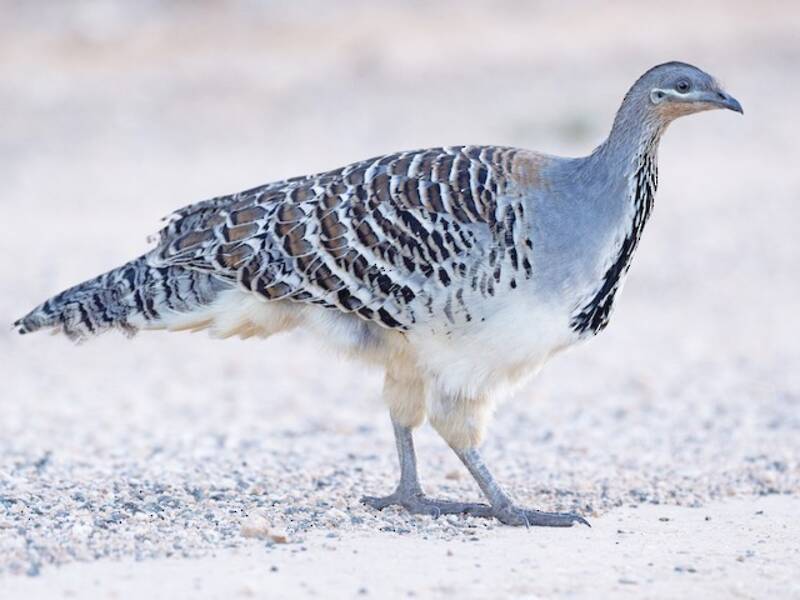 Malleefowl, 照片 3