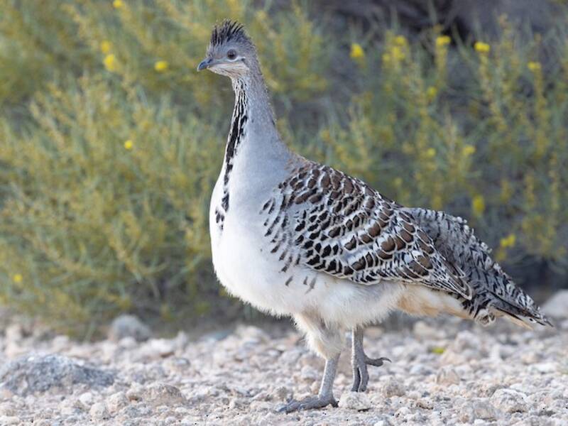 Malleefowl, 照片 2