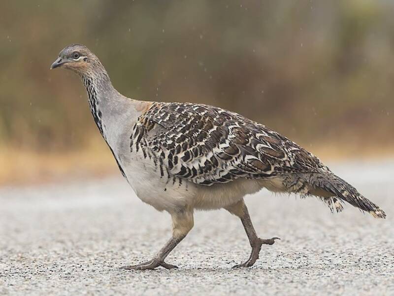 Malleefowl