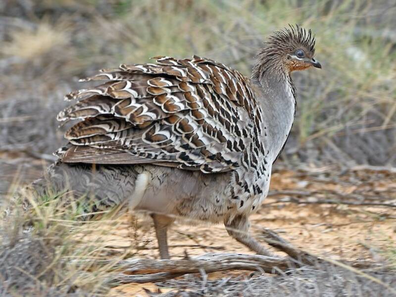 Malleefowl, 照片 4