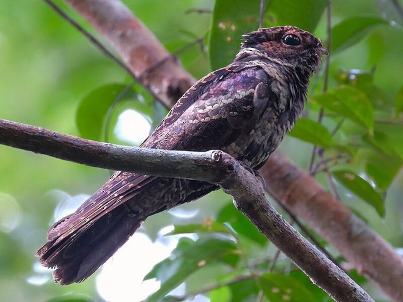 Malaysian Eared-Nightjar, Photos 3