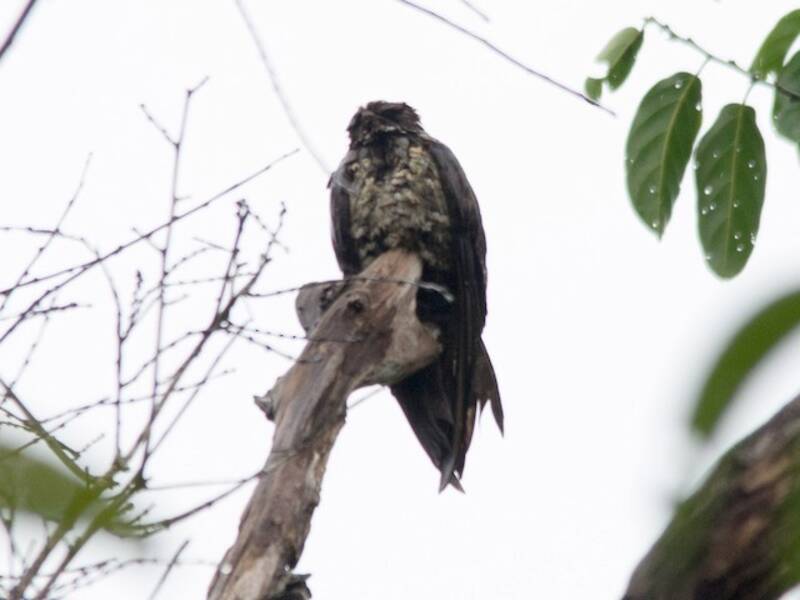Malaysian Eared-Nightjar, Photos 2