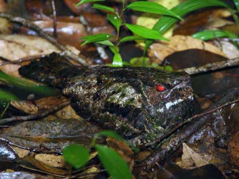 Malaysian Eared-Nightjar, Photos 4