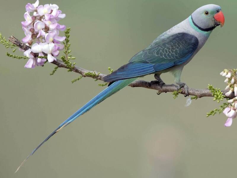 Malabar Parakeet, Photos 2