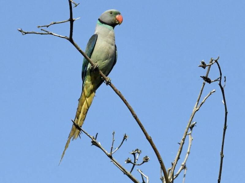 Malabar Parakeet, Photos 3