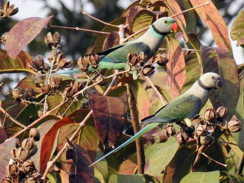 Malabar Parakeet, Photos 4