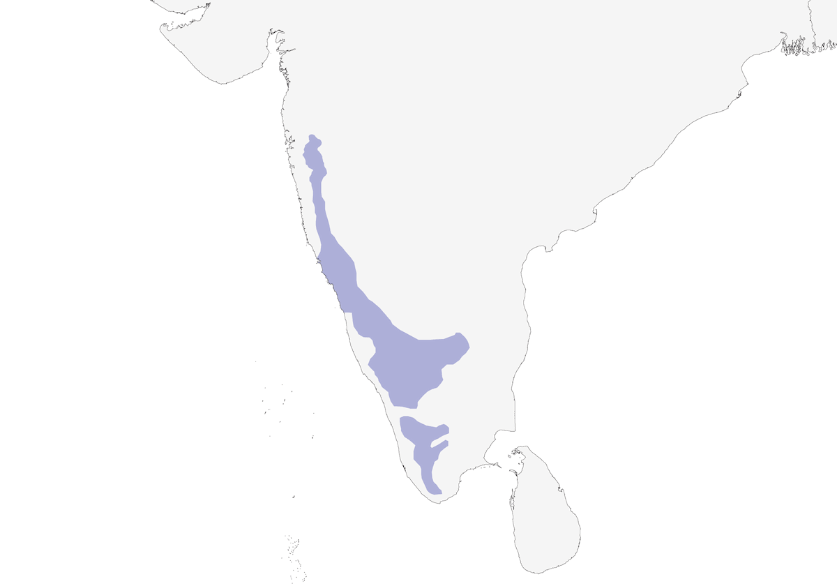 Malabar Parakeet, Distribution 1