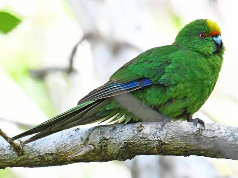 Kakariki de Malherbe