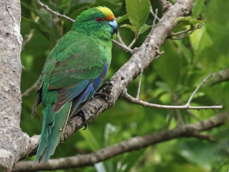 Malherbe's Parakeet, Photos 3