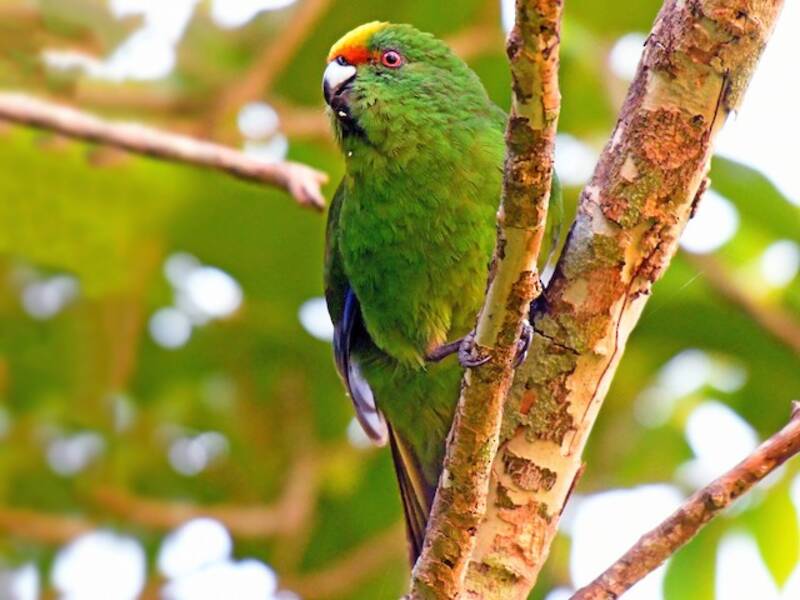 Malherbe's Parakeet, Photos 2